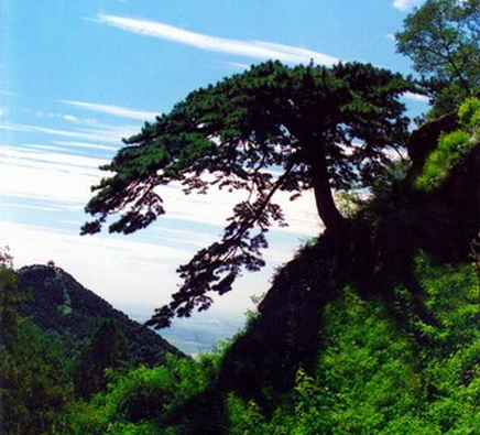泰山古松