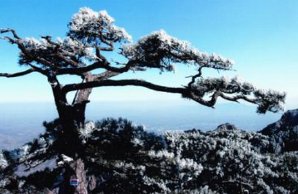 泰山古樹名木資源概述