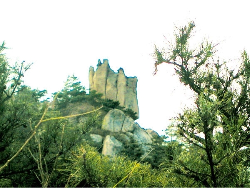 泰安徂徠山汶河景區(qū)：三義柏
